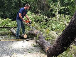 Best Hazardous Tree Removal  in Cut Bank, MT