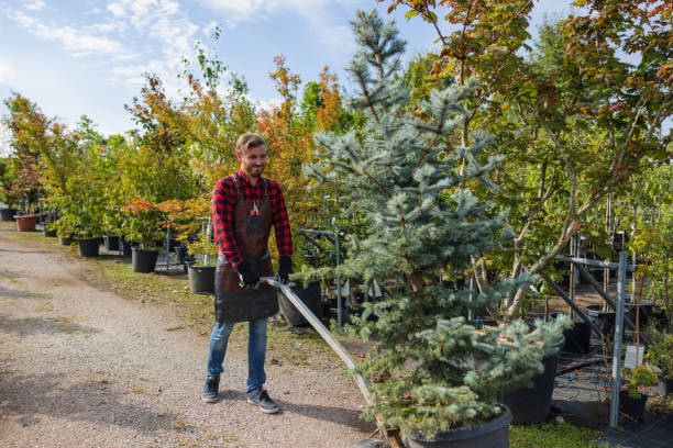 Best Tree Removal  in Cut Bank, MT